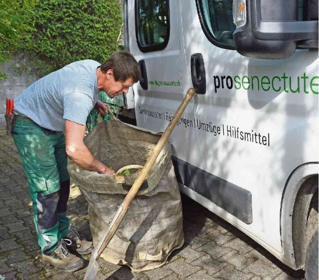 Gärtner befindet sich vor Firmenauto und sammelt Grünzeug in Gartenabfallsack.