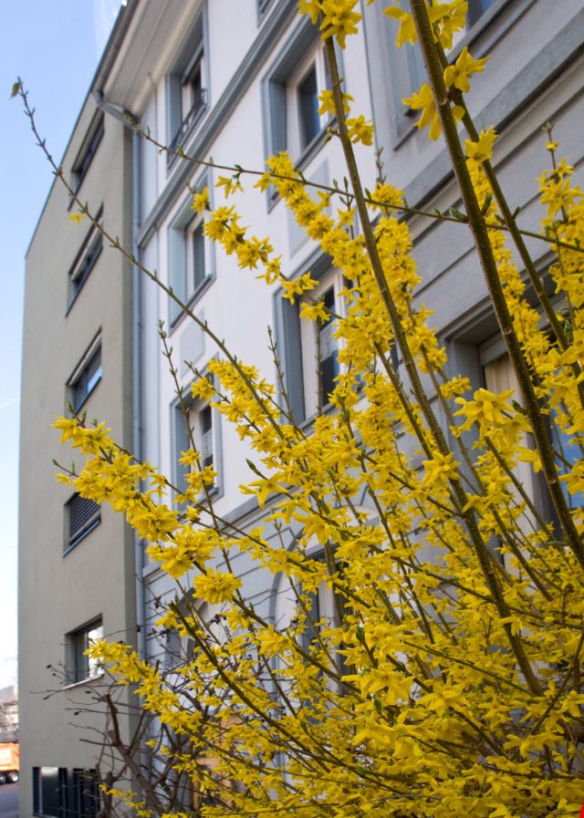 Wohnhaus Metzerstrasse mit blühendem Strauch im Vordergrund.